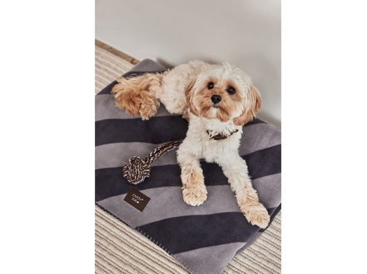 Otto Seil - Hundespielzeug